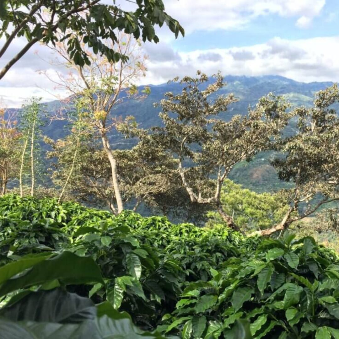 Single Origin - Costa Rica Organic