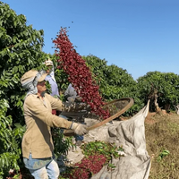 Farmers harvesting coffee beans in a field with trees and clear sky.
