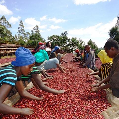 Single Origin - ORGANIC Ethiopian Yirgacheffe